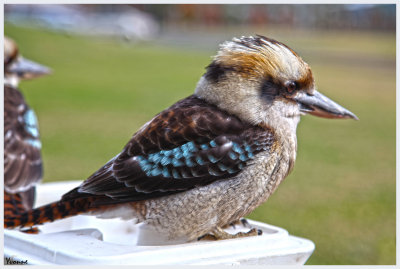 Kookaburras join the picnic