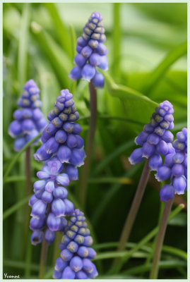 Muscari - Grape Hyacinths