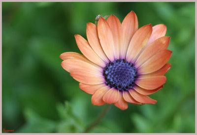 Daisies in late winter