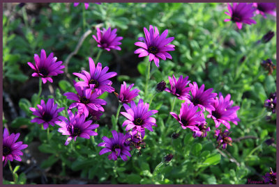 More daisies