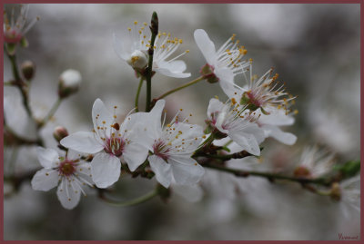 Plum Blossom