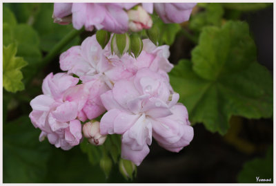 Pelargonium genus