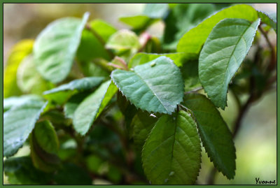 Fresh new rose leaves