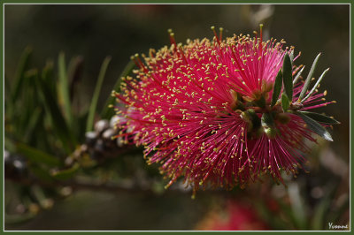 Pink bottle brush