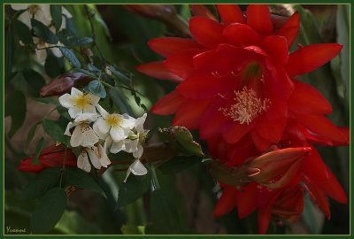 Epiphyllum ackermanii