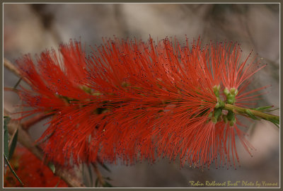 Orange bottle brush