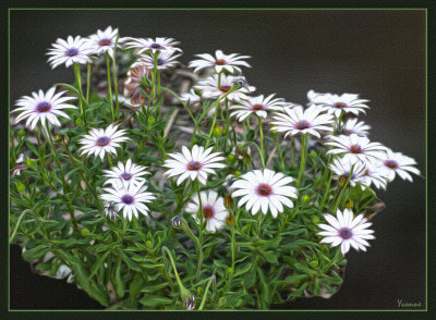 South African daisies