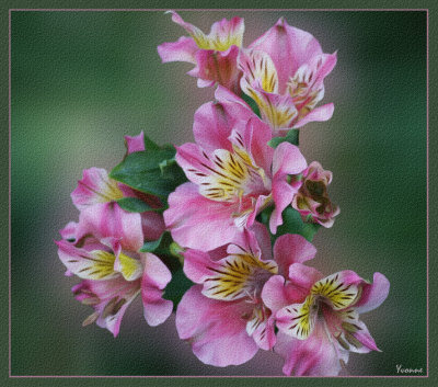 Pink Princess Lilies
