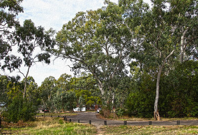 Belair National Park, South Australia.