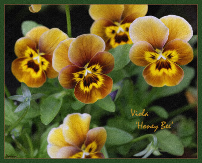 Violas