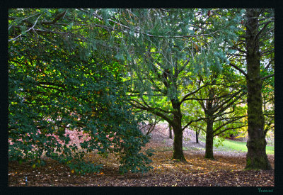 Carpet of leaves