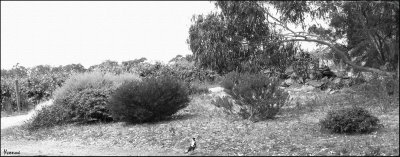 Remnant garden