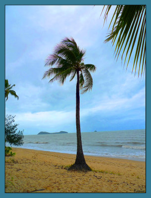 Palm tree and sunshine