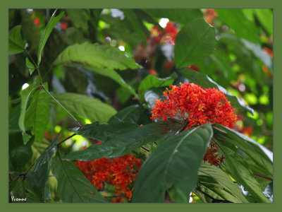 A colourful tree