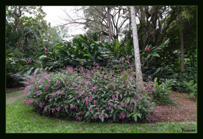 A bed of salvia