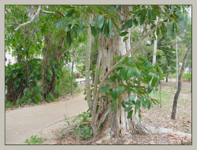 Tropical plants in nature