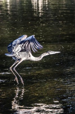 Blue heron