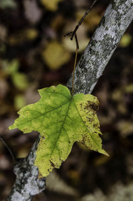 leaf