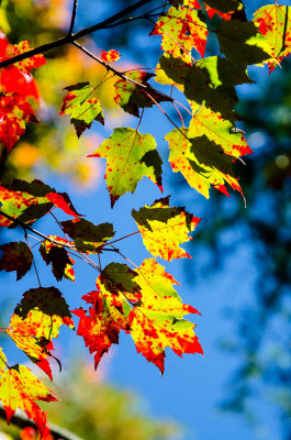 multicolored Leaves