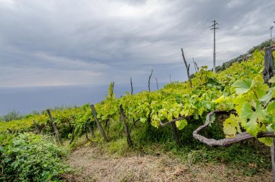  a vineyard 