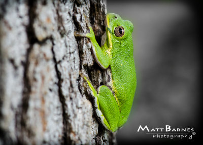 TreyTreeFrog-2.JPG