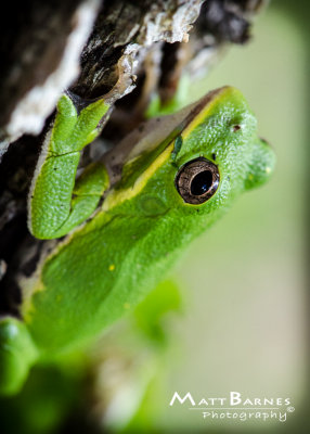 Trey Tree Frog