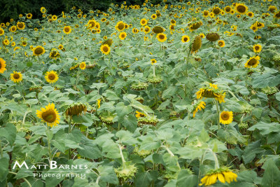 Dr. Wolff's Sunflowers-0035_4x6.JPG