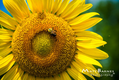 Dr. Wolff's Sunflowers-0106_4x6.JPG
