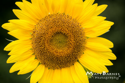 Dr. Wolff's Sunflowers-0248_4x6.JPG