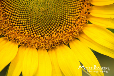 Dr. Wolffs Sunflowers-0256_4x6.JPG