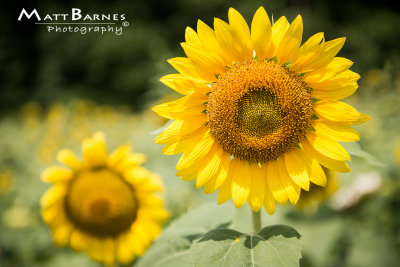 Dr. Wolffs Sunflowers-0270_4x6.JPG