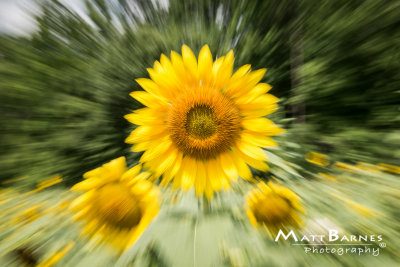 Dr. Wolff's Sunflowers-0288_4x6.JPG
