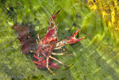 Devil's River State Natural Area, TX