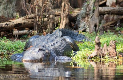 Coastal Plain - Wilderness Park, Tampa, FL