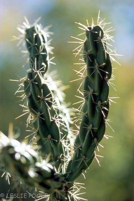 Guadalupe Mtns Nat'l Park, TX