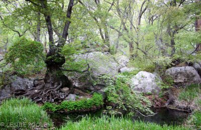 Guadalupe Mtns Nat'l Park, TX