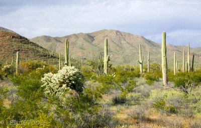 Tucson Mtn Park, AZ
