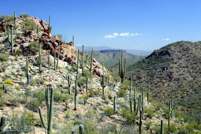 Tucson Mtn Park, AZ