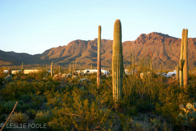 Tucson Mtn Park, AZ