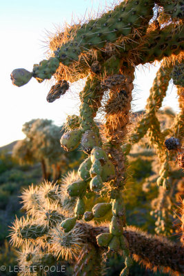 Tucson Mtn Park, AZ