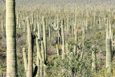 Tucson Mtn Park, AZ