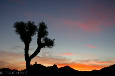 Joshua Tree Nat'l Pk, CA