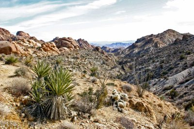 Joshua Tree Nat'l Pk, CA