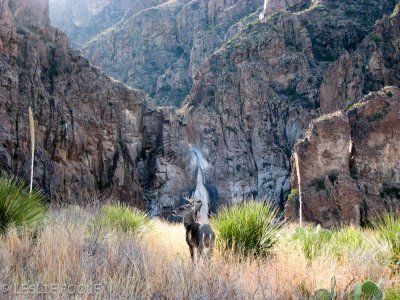 Big Bend Nat'l Park, TX