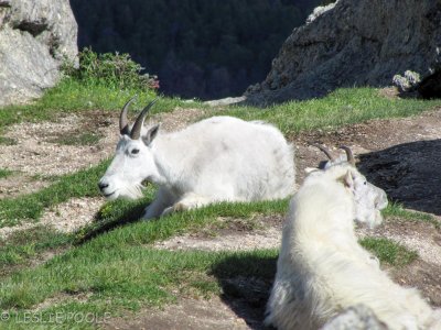 Custer State Park, SD