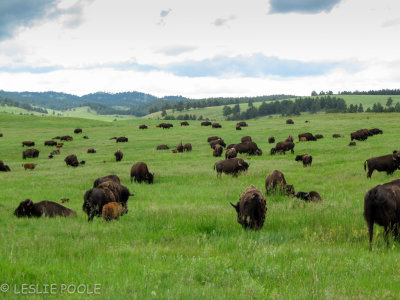 Custer State Park, SD