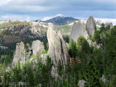 Custer State Park, SD