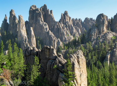 Custer State Park, SD