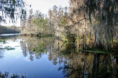 Lettuce Lake Park, Tampa, FL