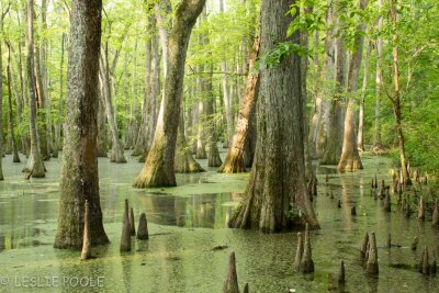 Natchez Trace Parkway, MS